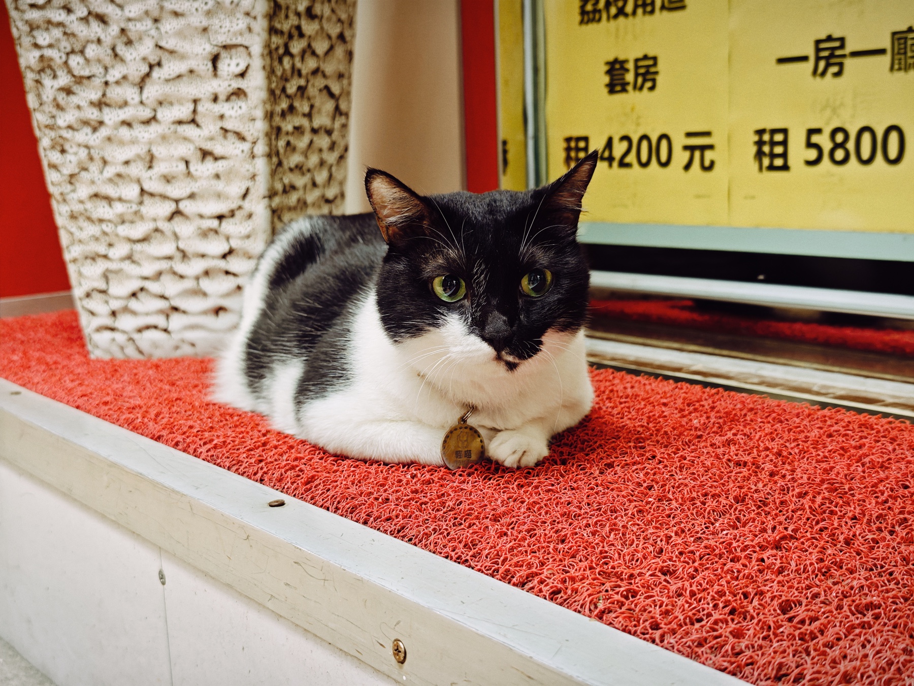 不動産屋の店先、赤いマットの上に座る白黒の猫。奥に「租4200元」「租5800」の家賃札