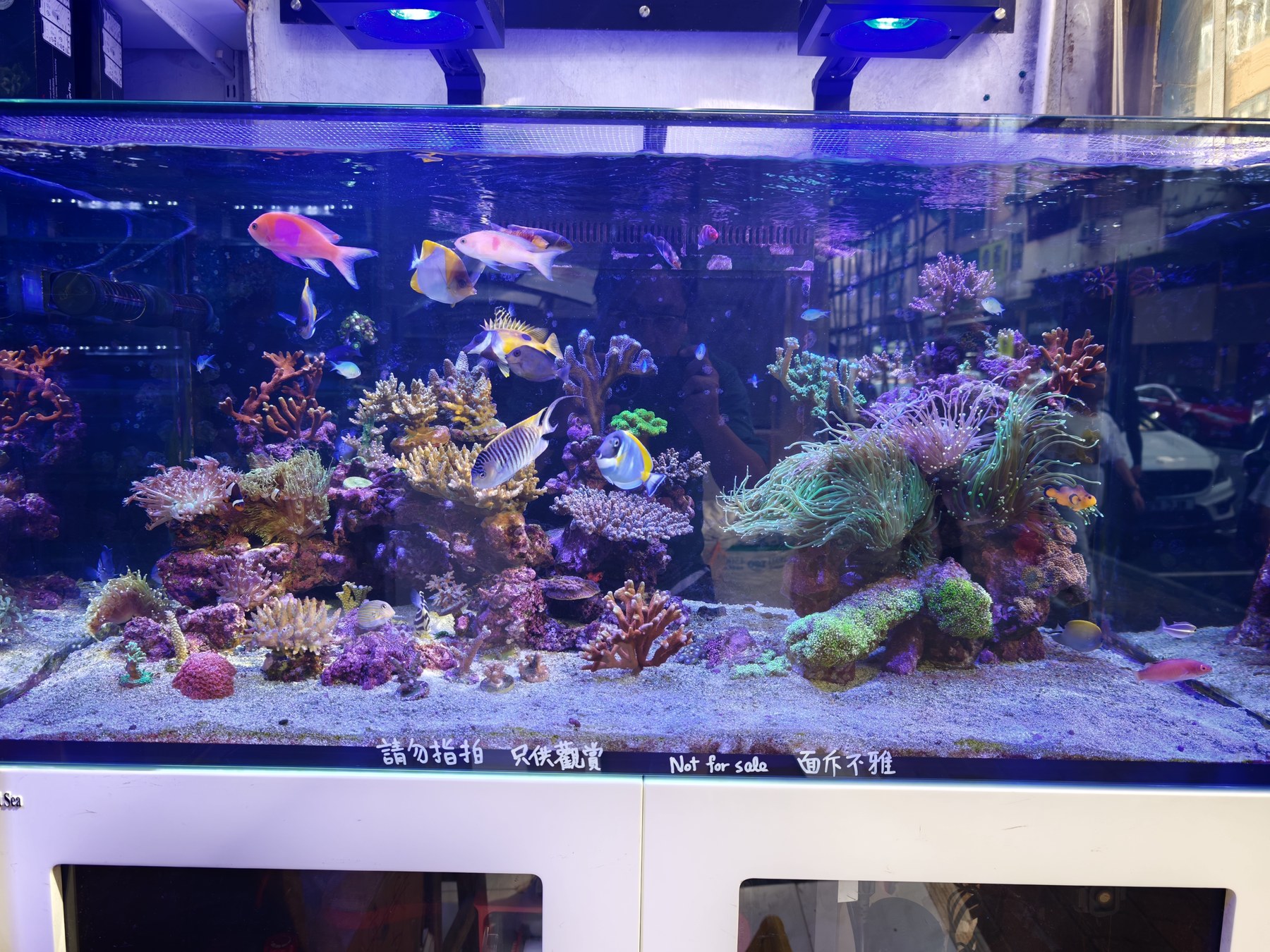 青い照明の水槽で、色鮮やかな魚がサンゴやイソギンチャクの間を泳いでいる。水槽の縁には「Not for sale」の文字