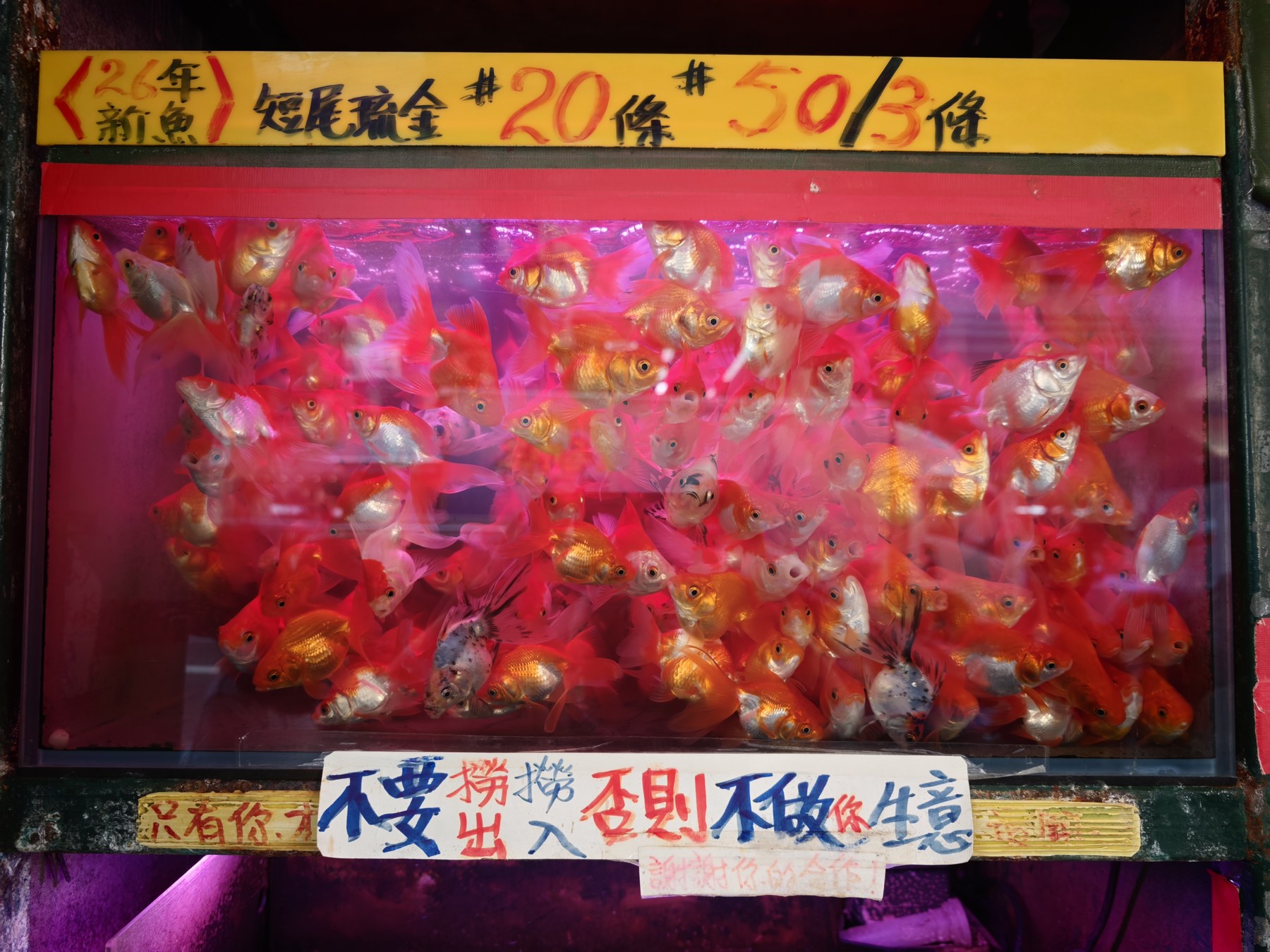 ピンク色の照明に照らされた金魚の水槽。上には一匹20香港ドル、三匹50香港ドルと書かれた黄色い値札がある