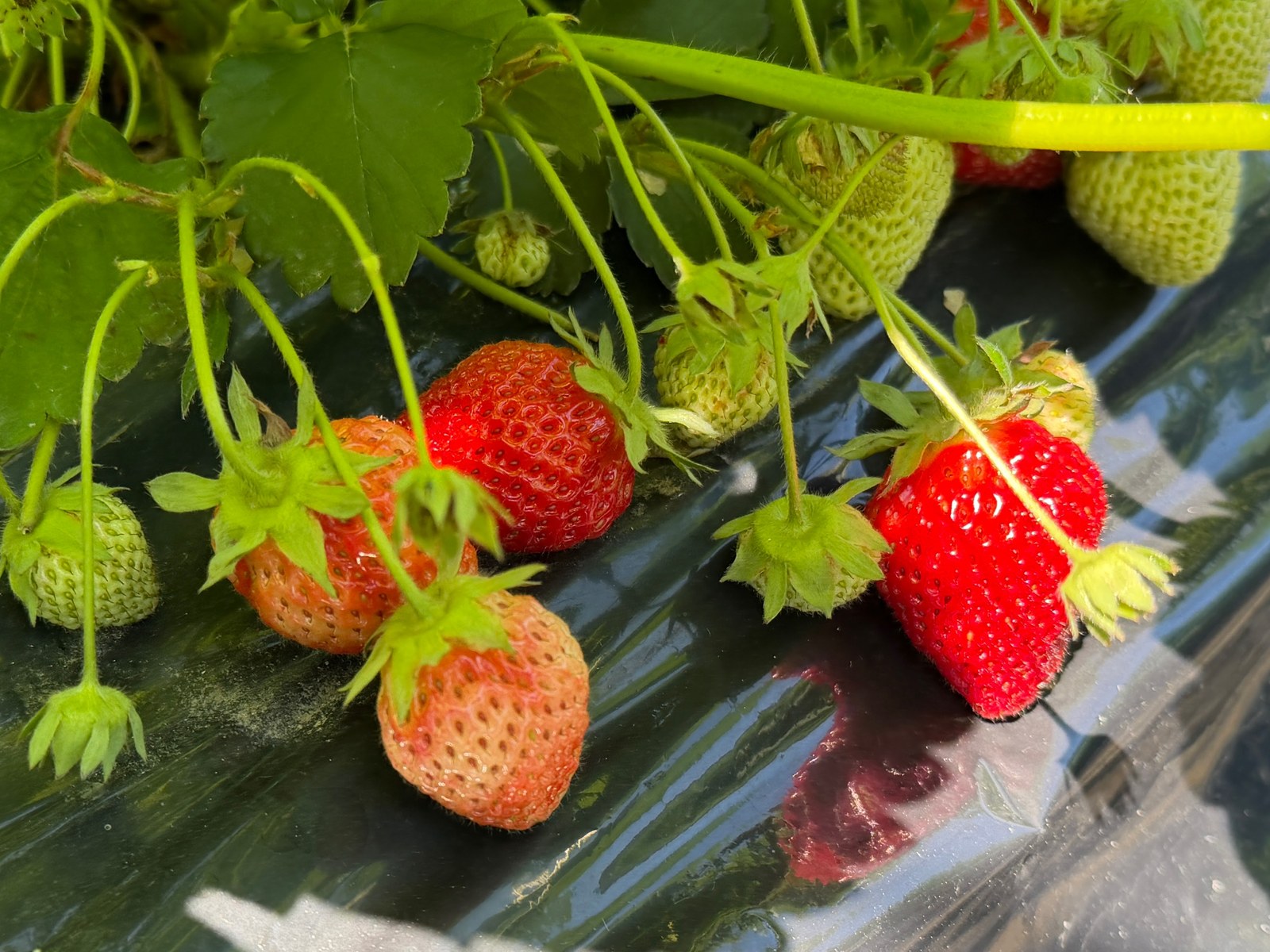 いちご畑で青い実と赤く熟したいちごが並んでいる様子