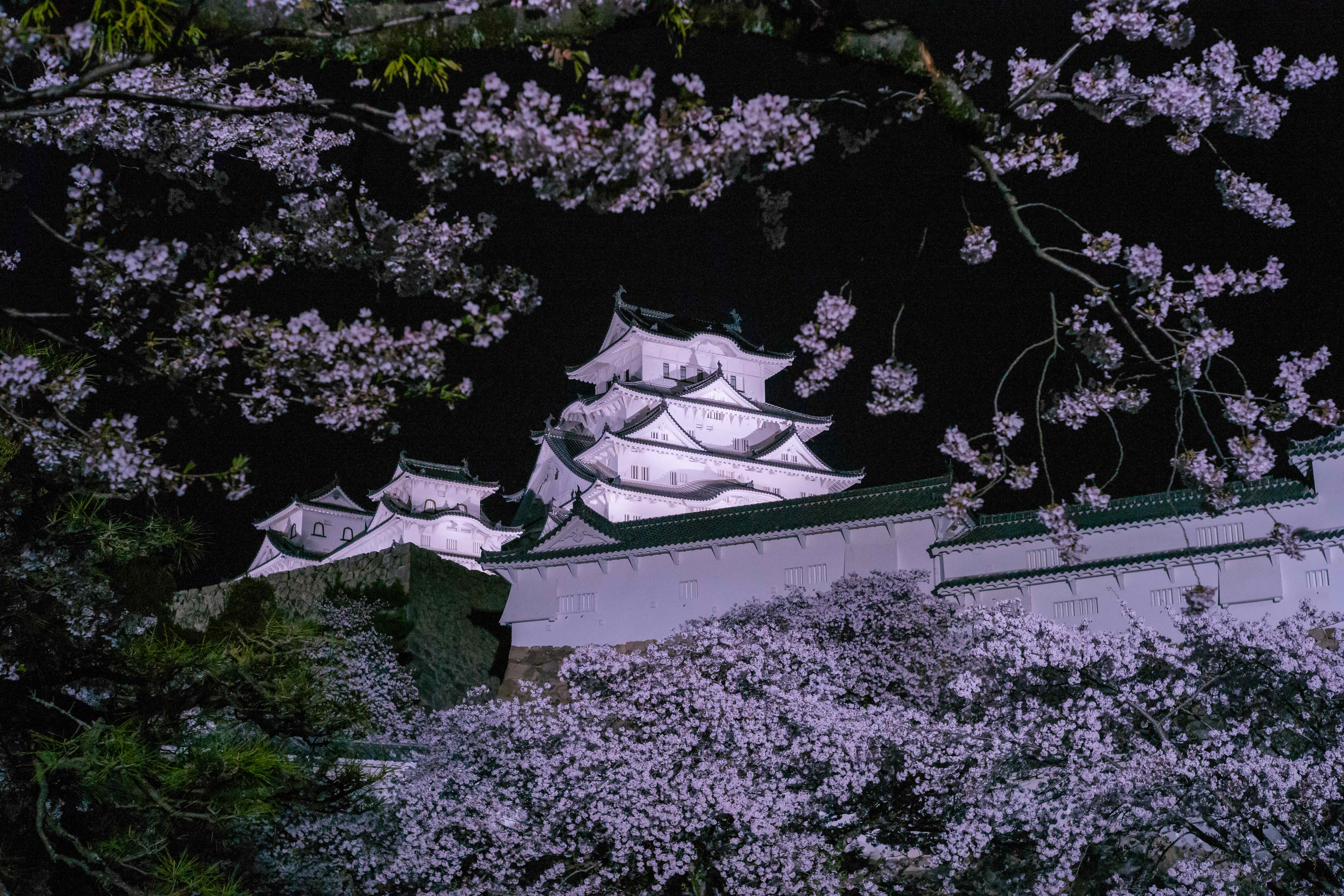 Himeji Castle — View 3: Sannomaru — Night Cherry Blossom Frame (from Sannomaru Square, spring night)