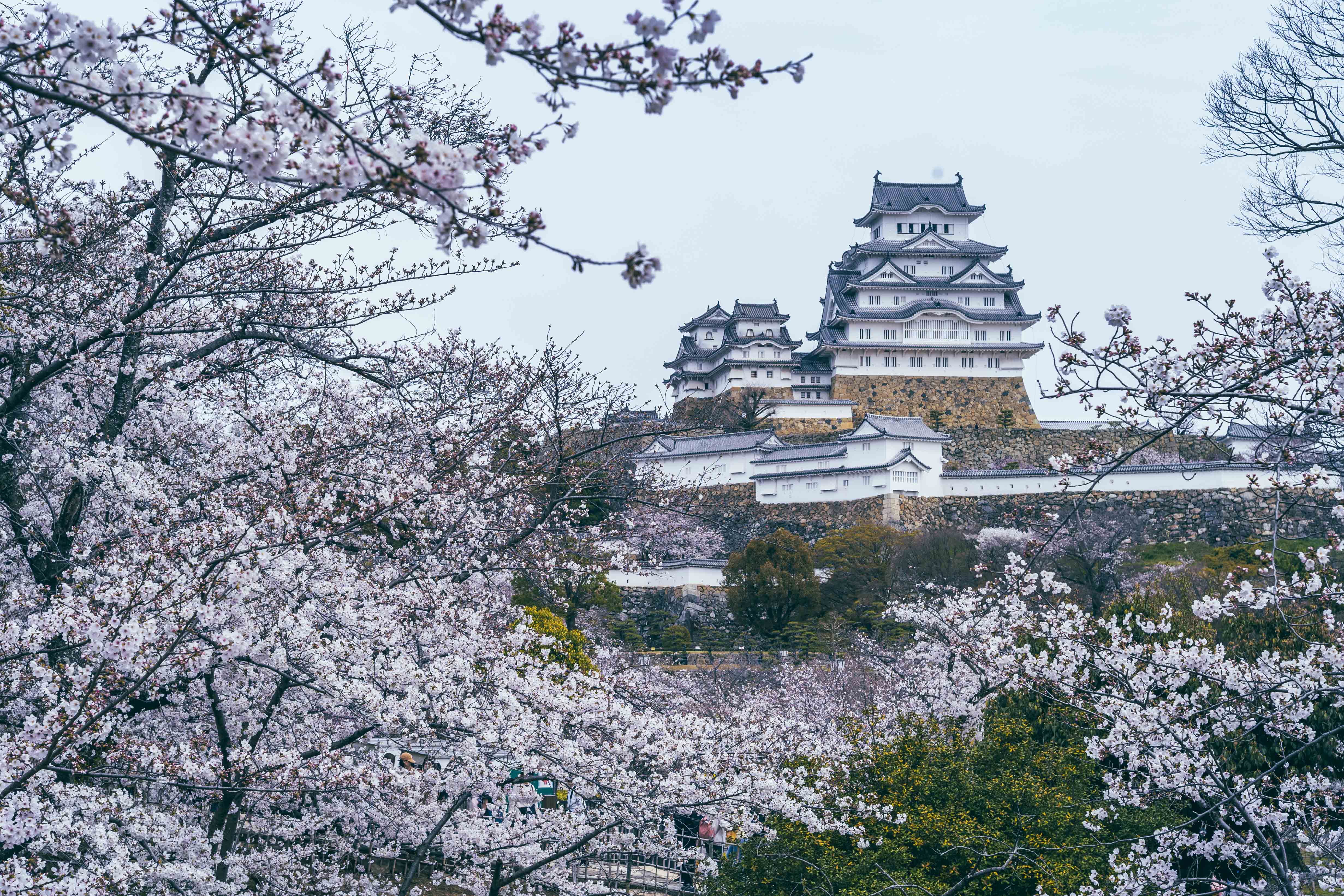 姫路城 — 第五景 千姫坂道 三の丸春光（千姫ぼたん園へ続く坂道の途中から、春の午後）