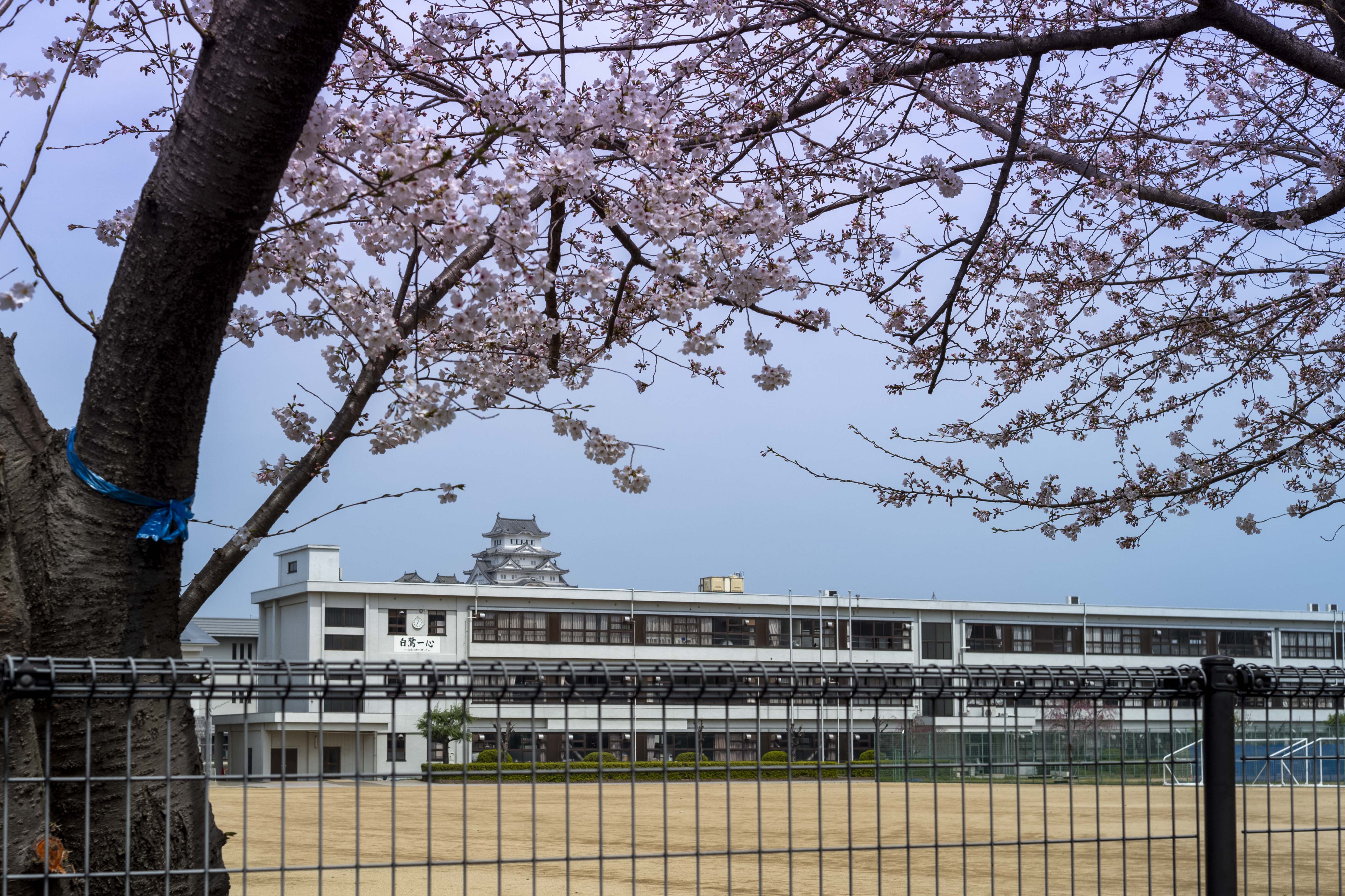 姫路城 — 第六景 白鷺学舎 青春の眺望（白鷺小中学校周辺（外周道路より）から、春の午後）