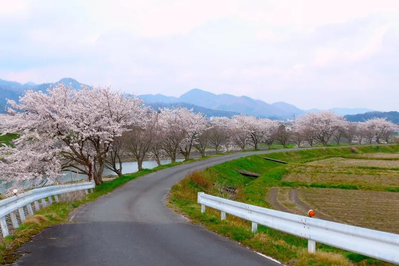 川沿いに続く満開の桜並木