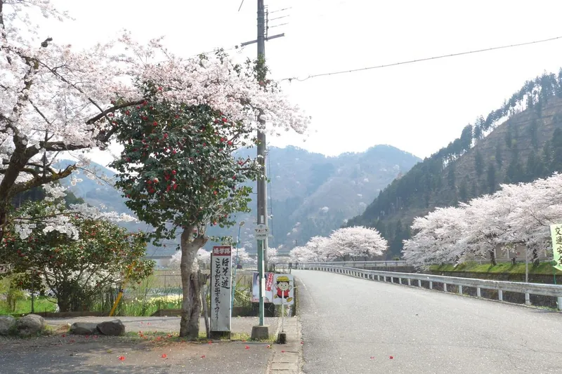 満開の桜が続く田路の道