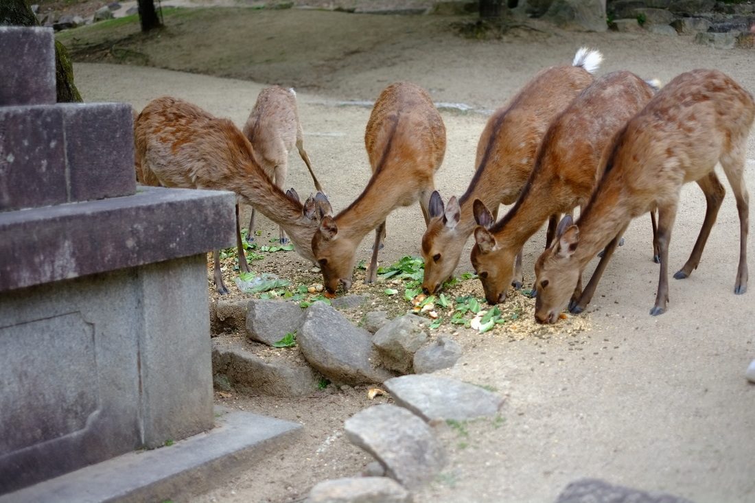 石畳のそばで数頭の鹿が草を食んでいる