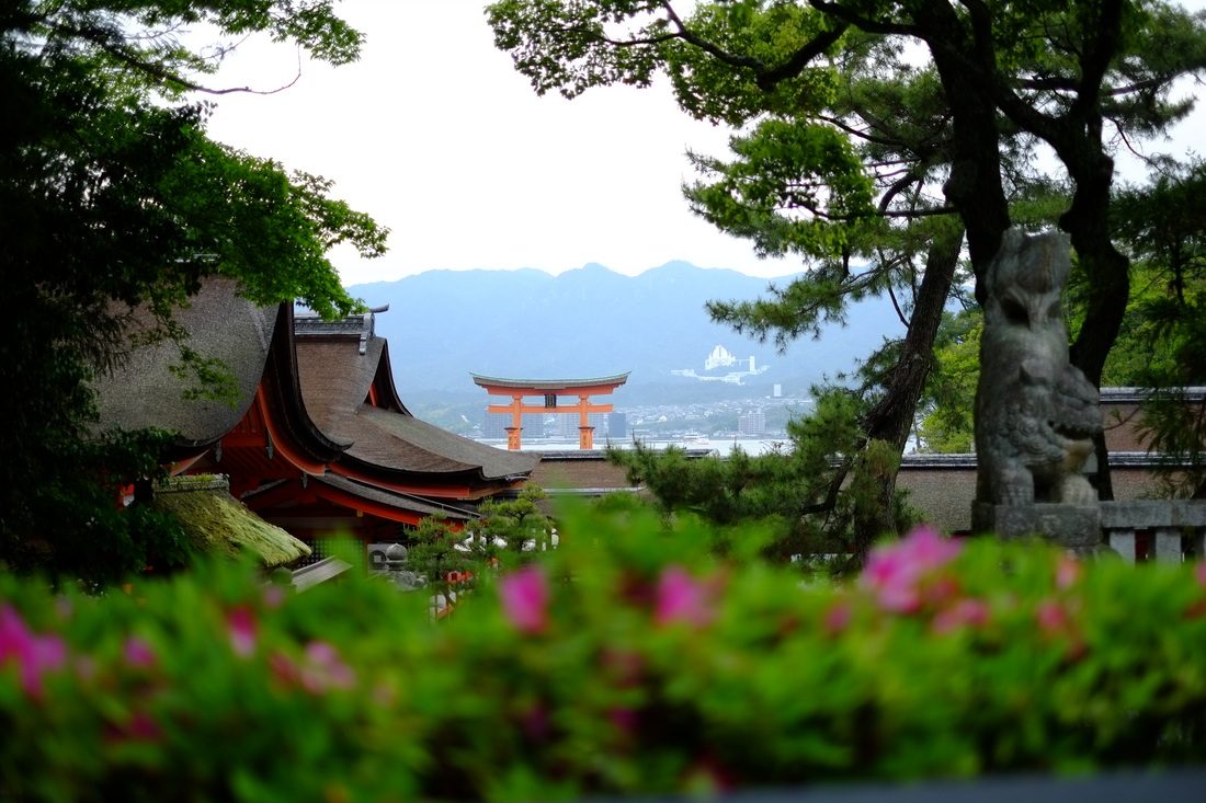 高台から見下ろした厳島神社。ツツジの向こうに社殿と大鳥居、対岸の山並みが広がる