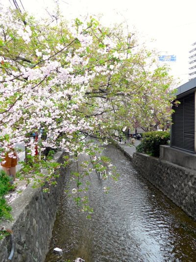 白川沿いに枝を伸ばす満開の桜と、石垣の水路