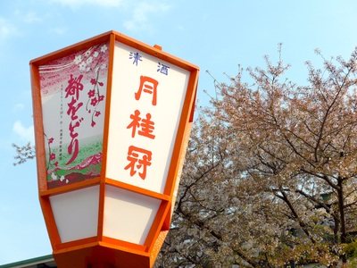 「都をどり」と書かれた大きな提灯と、その向こうの満開の桜