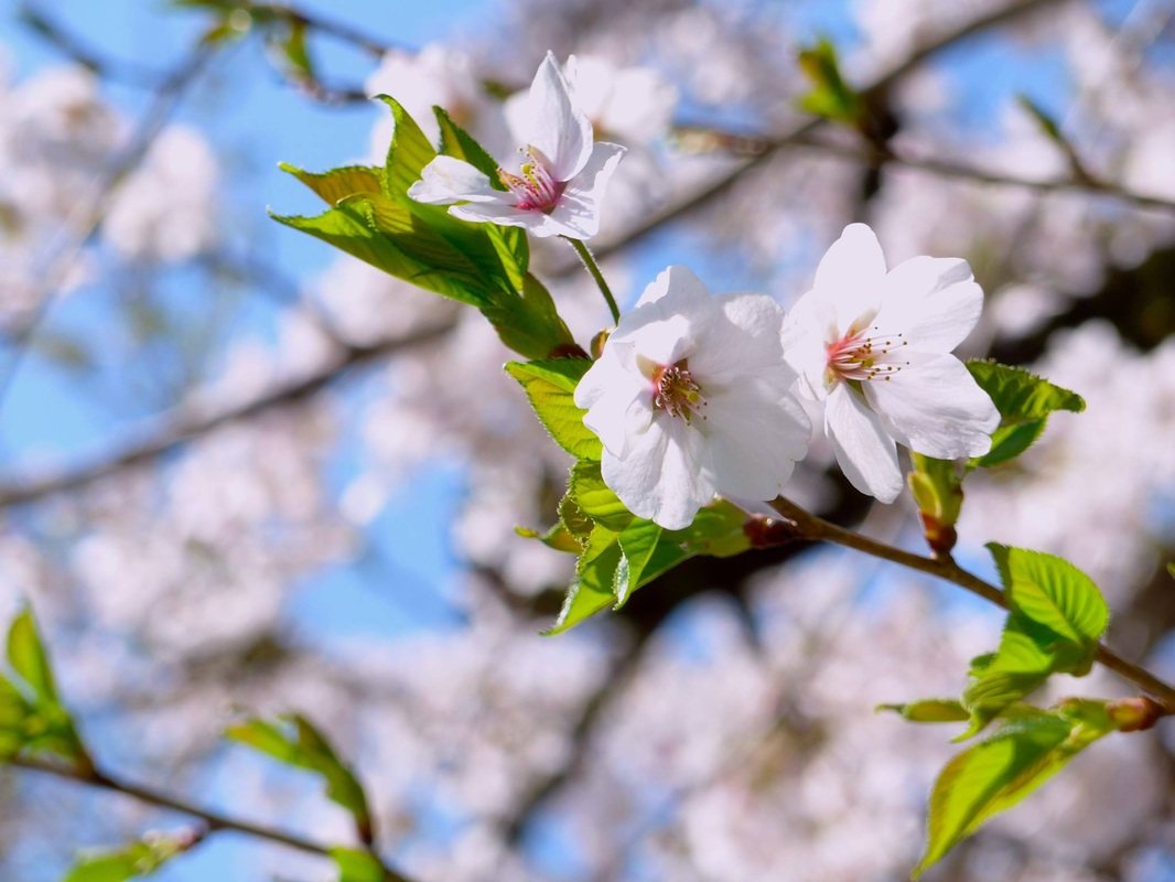 青空を背にした桜の花のクローズアップ