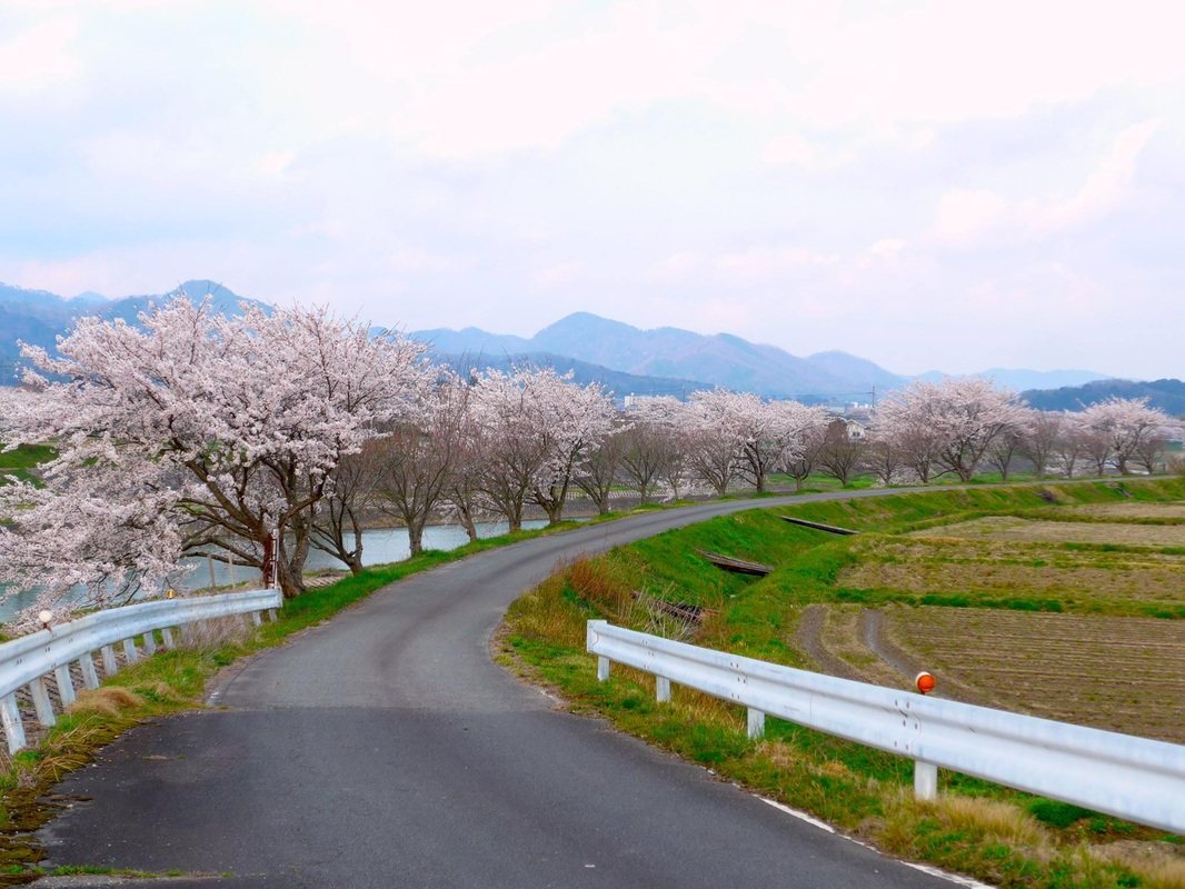 川沿いの道に沿って延々と続く、満開の桜並木