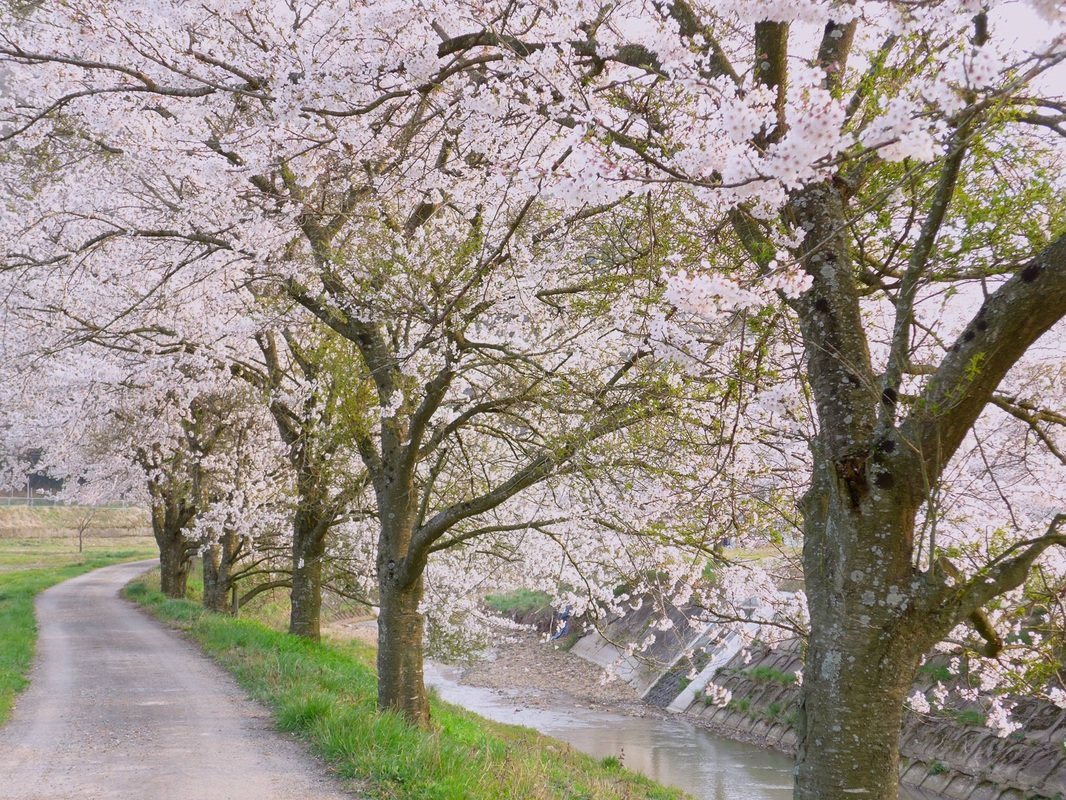 川べりに並ぶ大きな桜の木々。花が枝いっぱいに咲いている