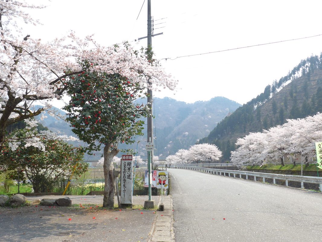 満開の桜が続く田舎道と、その向こうの山並み