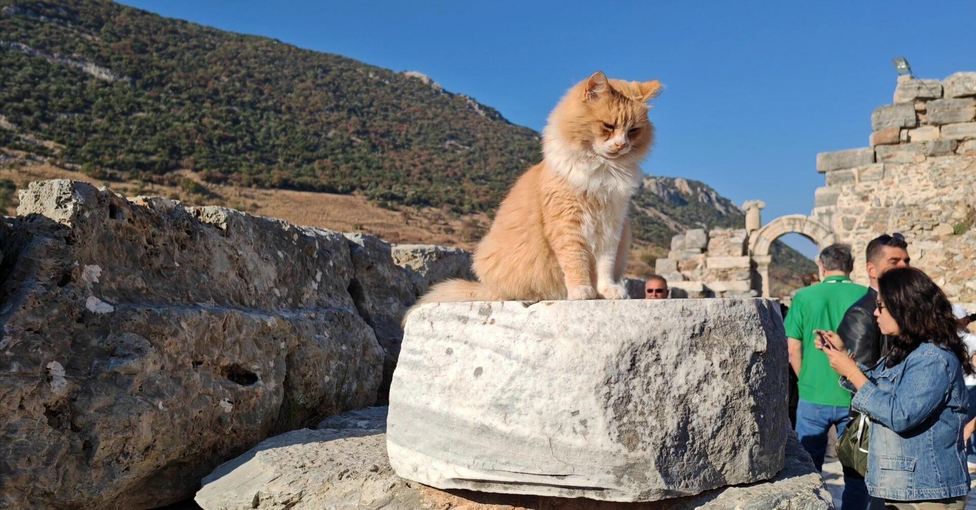 遺跡の猫1