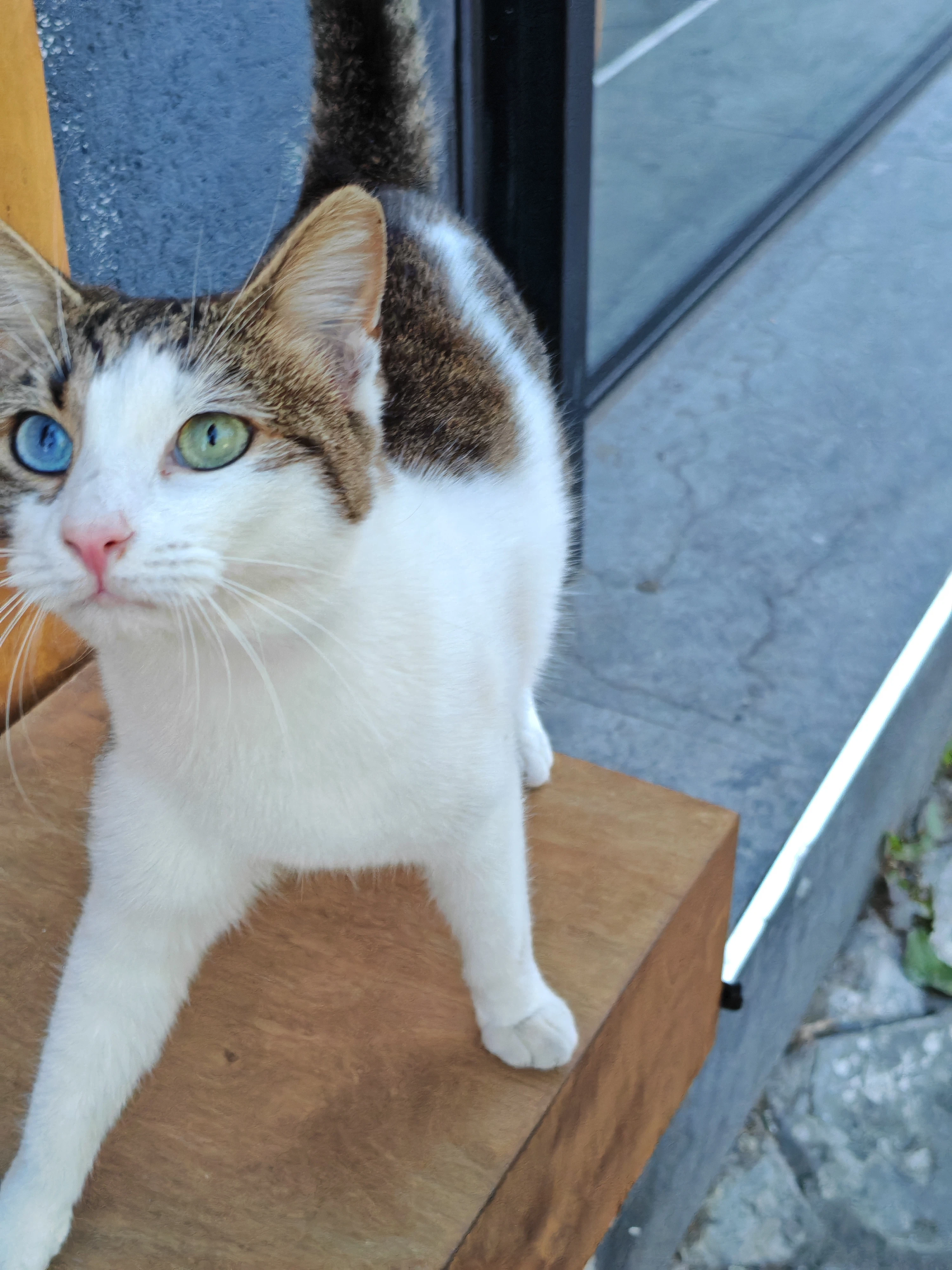 オッドアイの猫